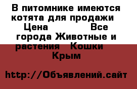 В питомнике имеются котята для продажи › Цена ­ 30 000 - Все города Животные и растения » Кошки   . Крым